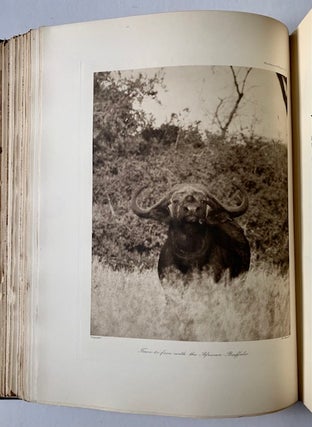 Stalking Big Game with a Camera in Equatorial Africa (The Folio and Signed/Limited Edition)