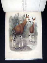 Item #4785 On Okapia, A New Genus of Giraffidae, from Central Africa. E. Ray Lankester