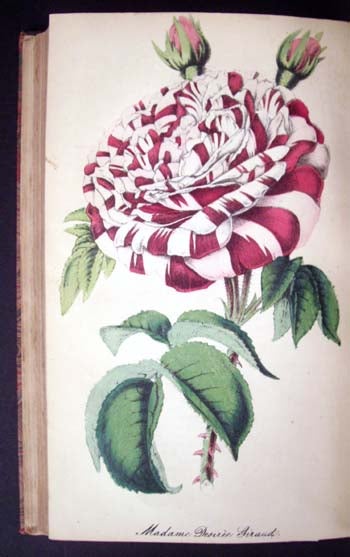Item #4886 The Floricultural Cabinet and Florist's Magazine (January to December, 1853).
